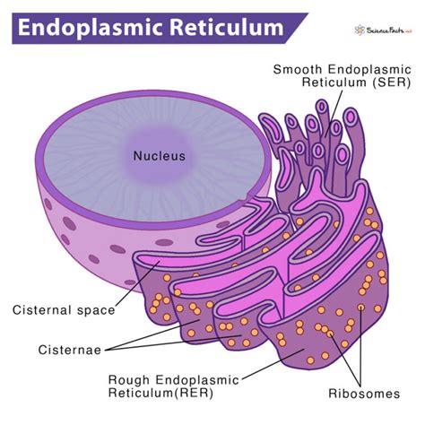 what does the endoplasmic reticulum do.